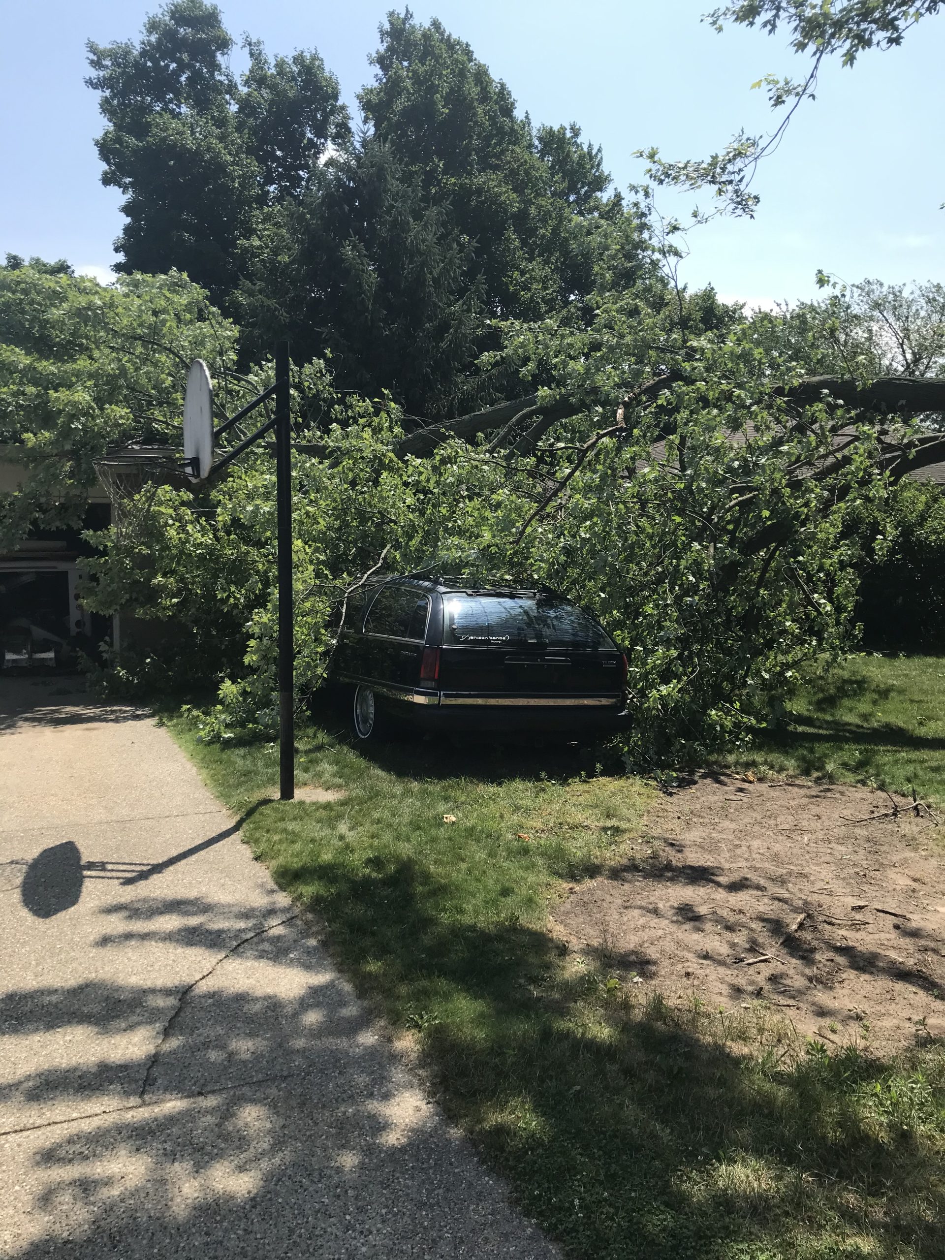 emergency tree service