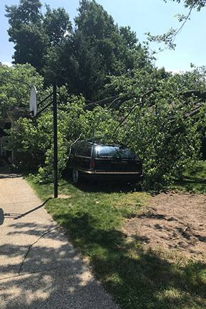 emergency tree service