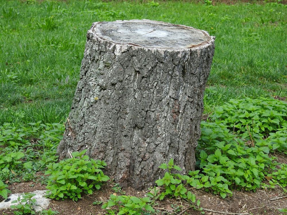 grind stump services in Wyoming