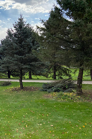 Tree Trimming or Pruning Wyoming