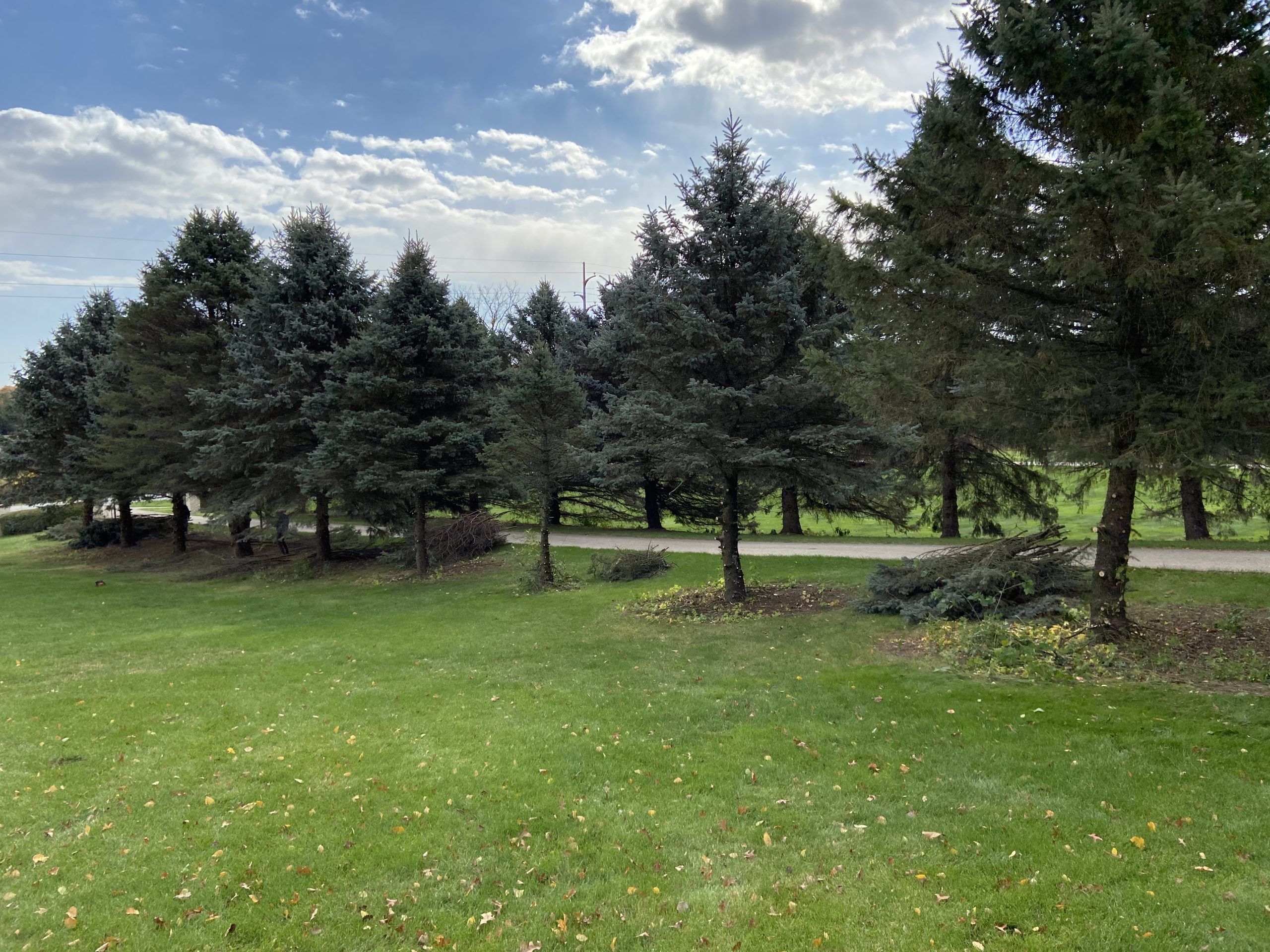 Tree Trimming or Pruning services in Wyoming