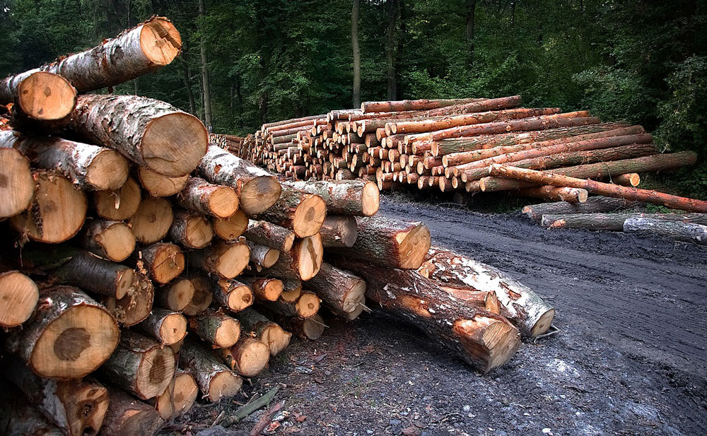 wood removal services in Wyoming